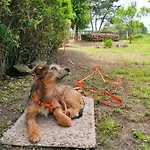 Blaue Blume Mit 11 Kw Ladestation, Kamin, Terrasse, Eingezaeuntem Garten, Sauna, Wlan, Netflix, 2 Hunde Willkommen! * Güntersberge