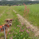 Blaue Blume Mit 11 Kw Ladestation, Kamin, Terrasse, Eingezaeuntem Garten, Sauna, Wlan, Netflix, 2 Hunde Willkommen! Güntersberge