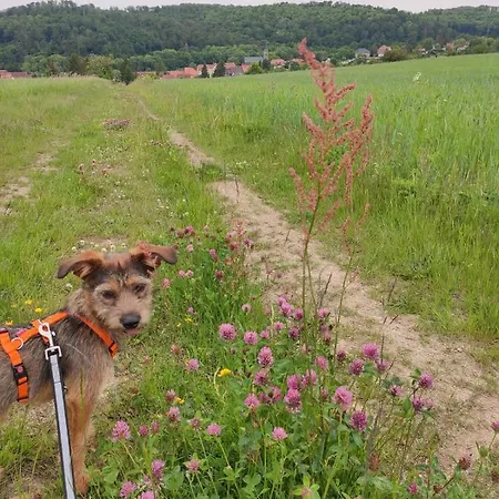 Blaue Blume Mit 11 Kw Ladestation, Kamin, Terrasse, Eingezaeuntem Garten, Sauna, Wlan, Netflix, 2 Hunde Willkommen! 군터스베르게