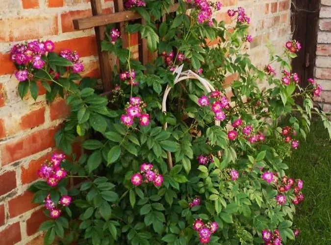 Blaue Blume Mit 11 Kw Ladestation, Kamin, Terrasse, Eingezaeuntem Garten, Sauna, Wlan, Netflix, 2 Hunde Willkommen! *