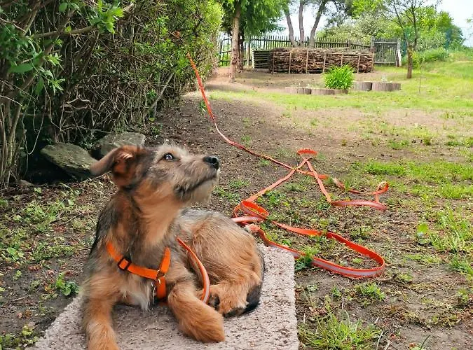 Blaue Blume Mit 11 Kw Ladestation, Kamin, Terrasse, Eingezaeuntem Garten, Sauna, Wlan, Netflix, 2 Hunde Willkommen! * Güntersberge