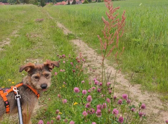 Blaue Blume Mit 11 Kw Ladestation, Kamin, Terrasse, Eingezaeuntem Garten, Sauna, Wlan, Netflix, 2 Hunde Willkommen! Güntersberge